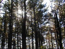 Pine forest at Camp Kupugani